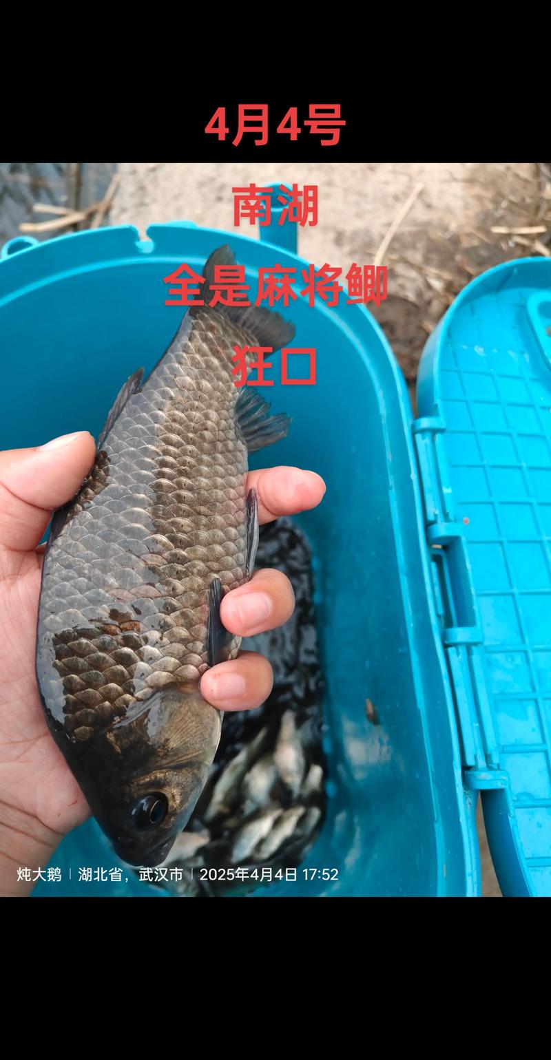 春季野釣用什么打窩_春季釣鯽魚窩料選擇_春季釣鯽魚打窩技巧