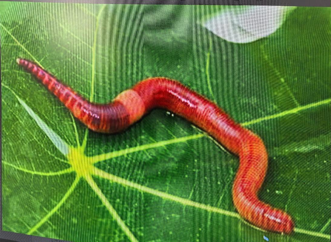 蚯蚓無土簡易養殖法(轉)_低成本無土栽培_種植袋蚯蚓糞基質