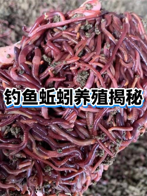 蚯蚓無土簡易養殖法(轉)_低成本無土栽培_種植袋蚯蚓糞基質