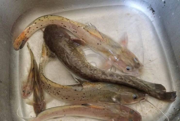 芝麻劍魚_芝麻劍魚多少錢一斤_斑鳠魚毒性