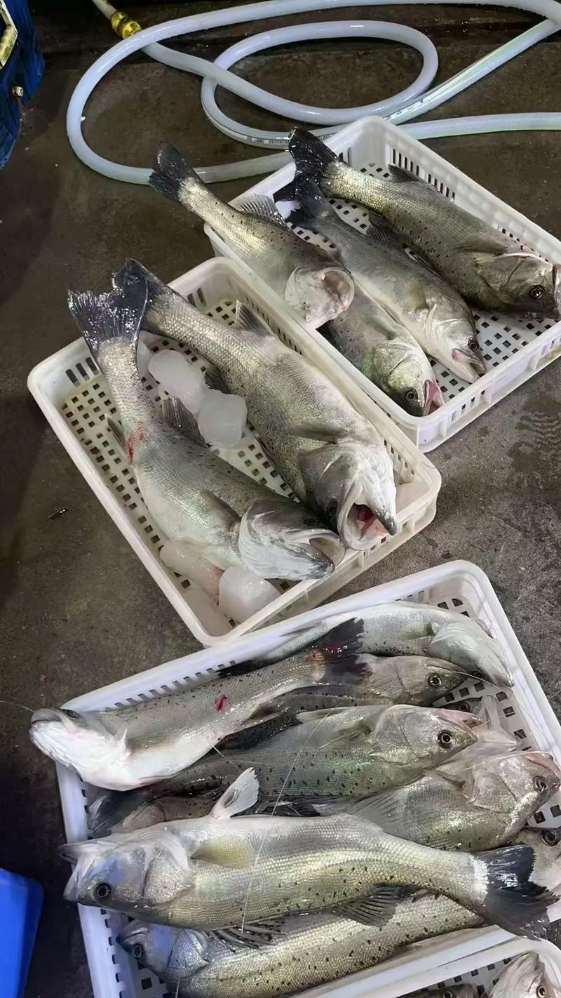 海釣打窩技巧_海釣鱸魚_誤區