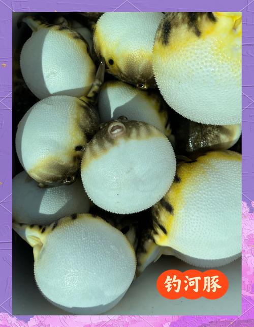 夢幻西游 釣魚技巧_夢幻西游河豚獎勵機制_夢幻西游河豚釣魚