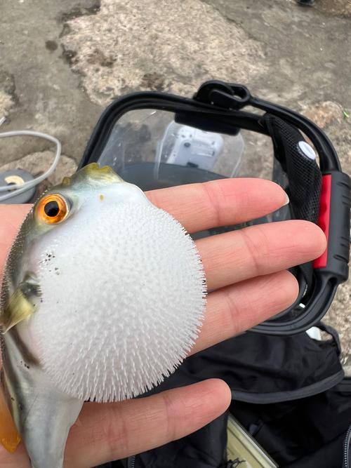 夢幻西游河豚釣魚_夢幻西游 釣魚技巧_夢幻西游河豚獎勵機制