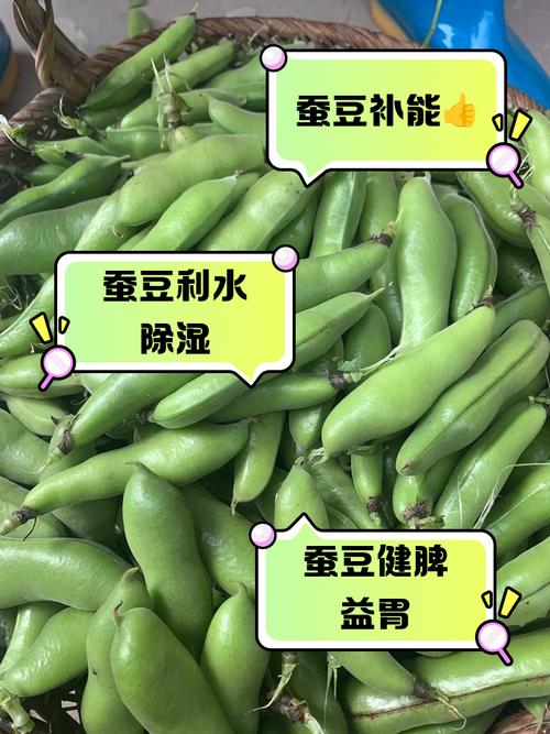 煮蠶豆_蠶豆抗癌功效_蠶豆功效與作用
