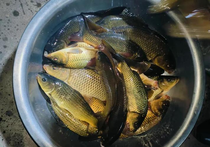 晚上魚塘釣魚技巧_天黑后魚口變化_夜釣最佳時間