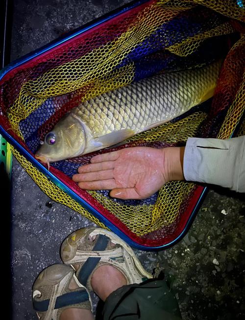 天黑后魚口變化_晚上魚塘釣魚技巧_夜釣最佳時間