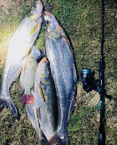 夜釣最佳時間_晚上魚塘釣魚技巧_天黑后魚口變化