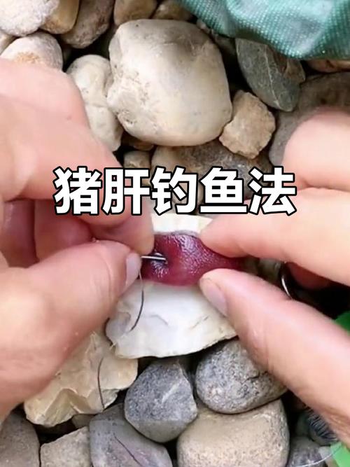 豬肝釣淡水魚_釣魚安全注意事項_豬肝初冬海竿釣魚技巧