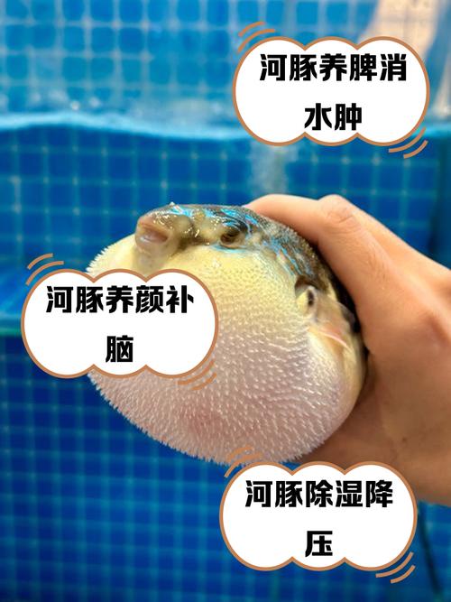 河豚abc_河豚種類 河豚營養價值 河豚食療作用