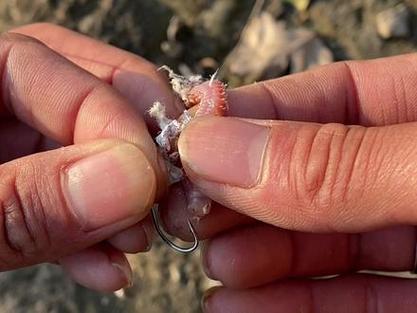 新手零失敗沙蛆釣法_沙蠶_沙蠶掛鉤方法圖解_沙蛆掛鉤技巧