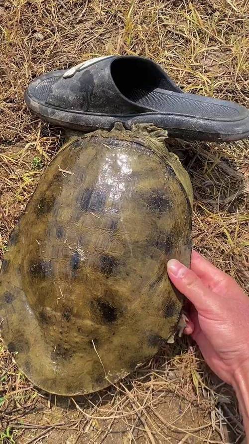野生甲魚多少錢一斤_野生甲魚價格_養殖甲魚與野生甲魚區別