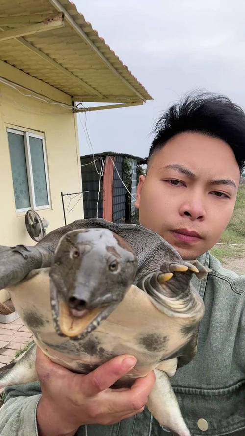 養殖甲魚與野生甲魚區別_野生甲魚價格_野生甲魚多少錢一斤