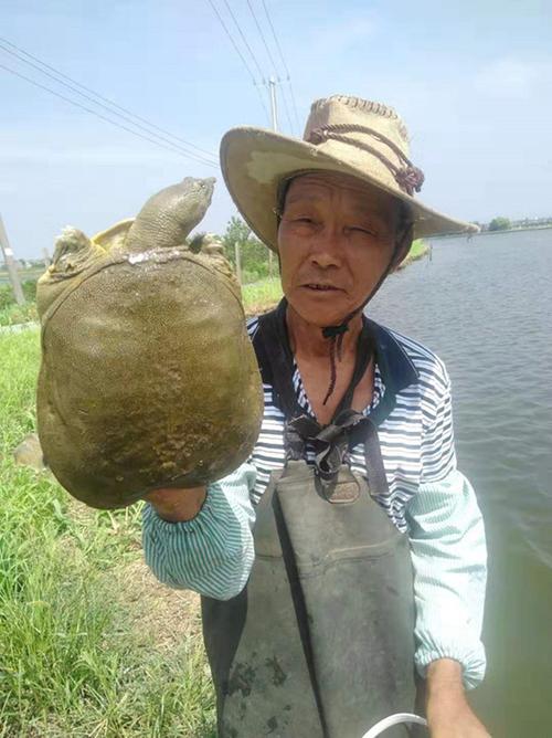野生甲魚價格_野生甲魚多少錢一斤_養殖甲魚與野生甲魚區別