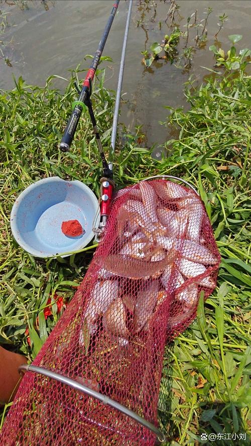 夏季河邊釣魚_水庫釣魚技巧_水庫釣魚利弊分析