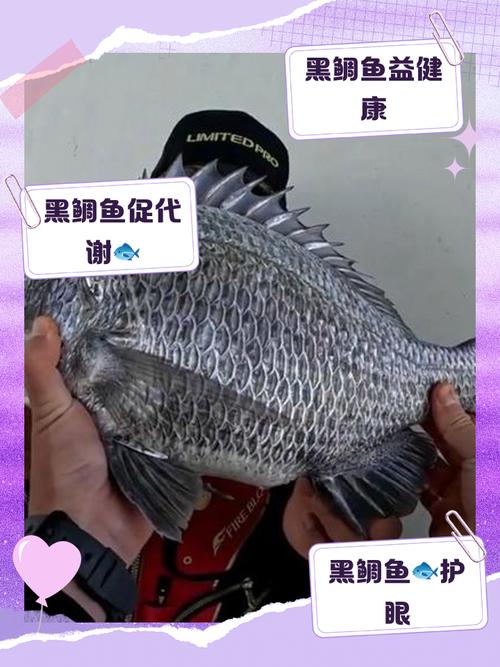 黑鯛魚_黑鯛魚養殖方法_臺州黑鯛魚產量