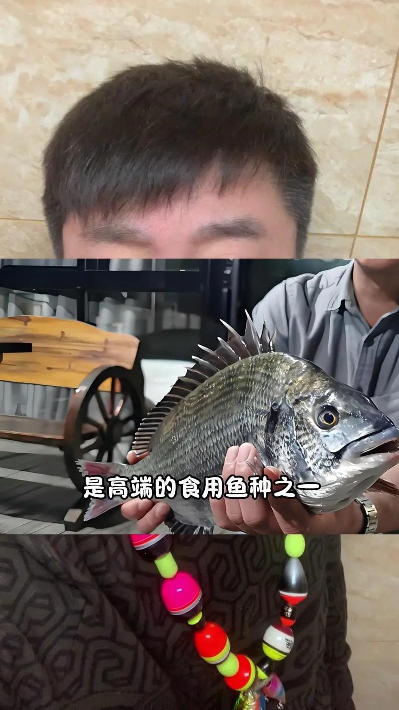黑鯛魚_臺州黑鯛魚產量_黑鯛魚養殖方法