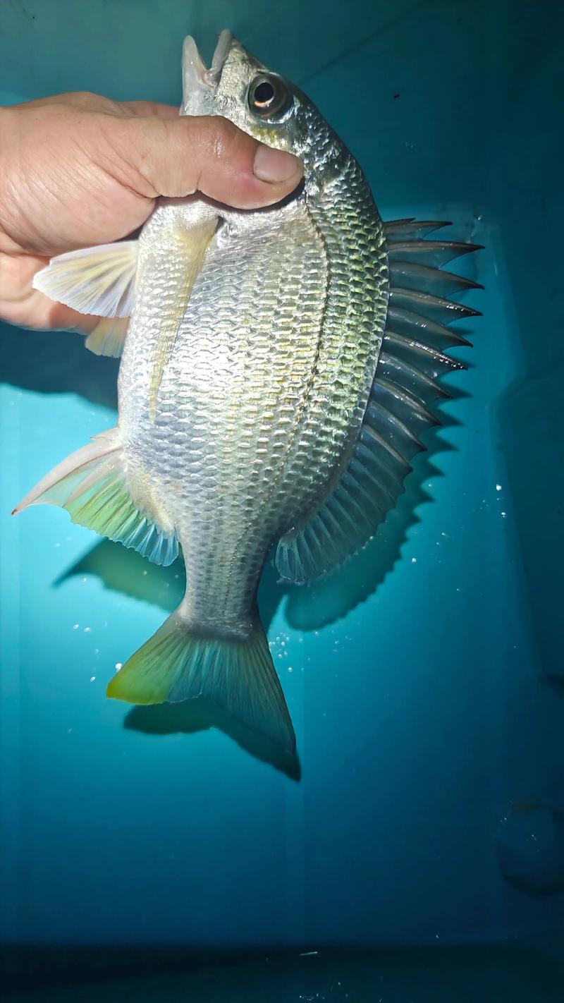 臺州黑鯛魚產量_黑鯛魚_黑鯛魚養殖方法