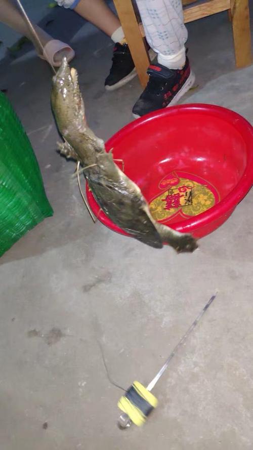 釣甲魚方法_甲魚餌料選擇_野生甲魚怎么釣