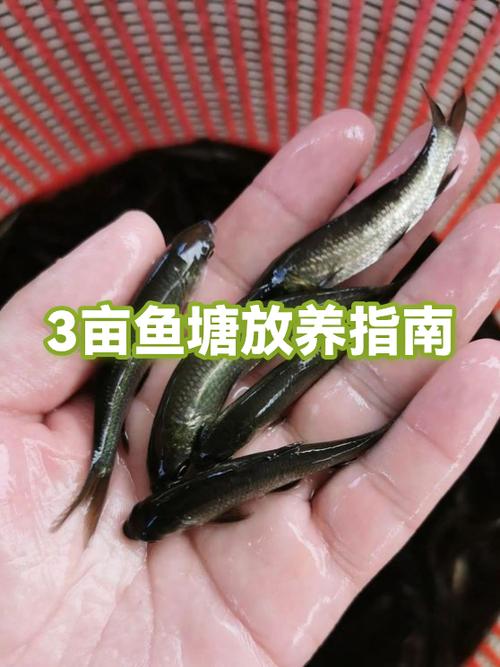 清基消毒除害_水庫養魚_小型水庫養魚技術重點