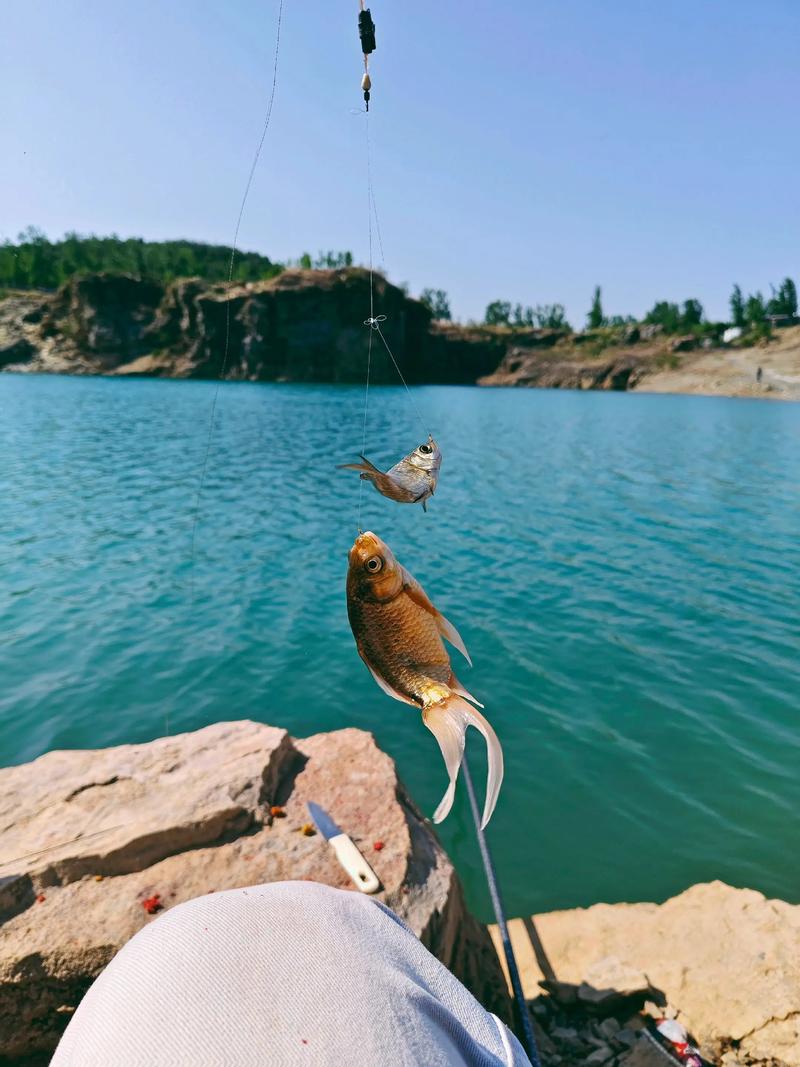 山東釣魚網論壇_山東釣魚網達奇釣魚論壇_釣魚論壇官網