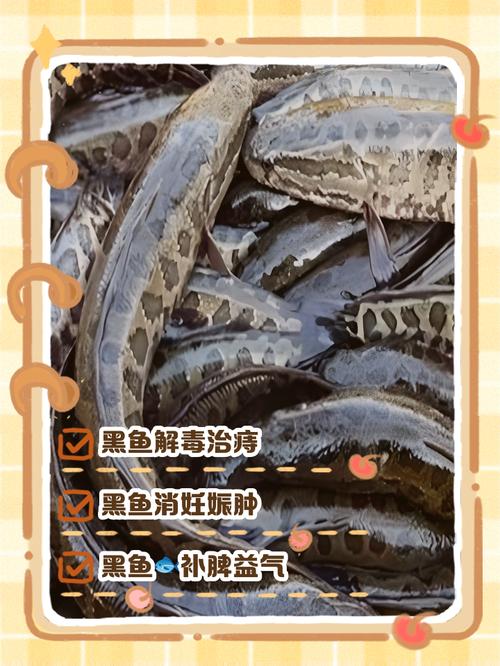 黑鳘魚_黑鳘魚_黑鳘魚