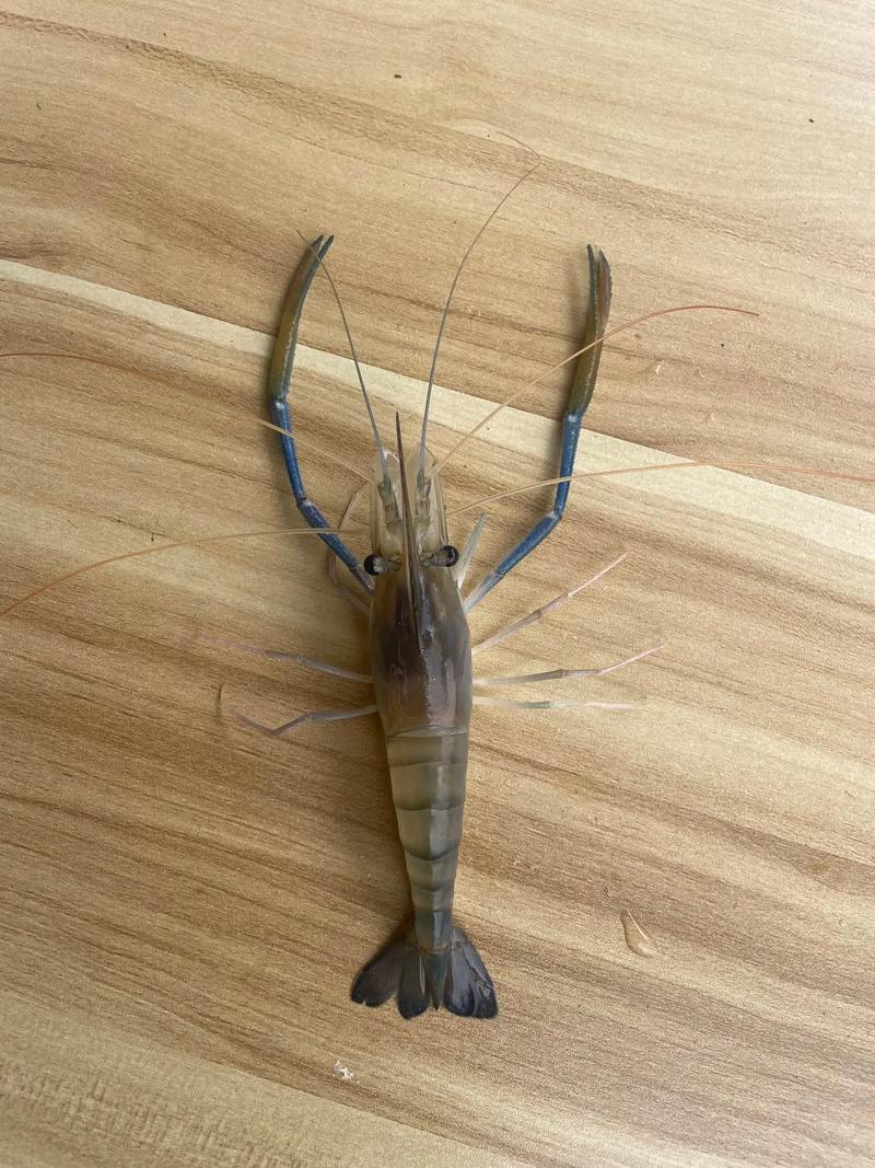 釣羅氏蝦要近還是釣遠_釣羅氏蝦蝦餌配方_怎么釣羅氏蝦