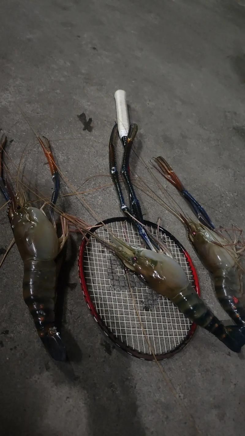 釣羅氏蝦要近還是釣遠_釣羅氏蝦蝦餌配方_怎么釣羅氏蝦