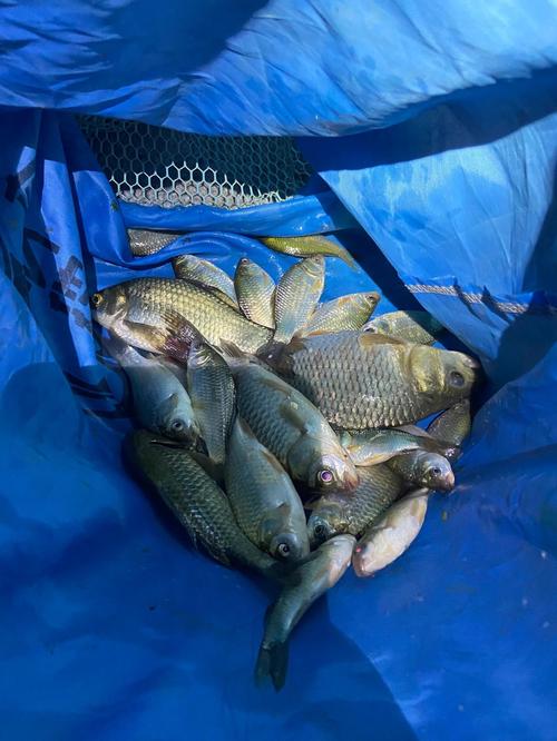 鯽魚餌料搭配_窩料制作技巧_野釣鯽魚魚獲圖片