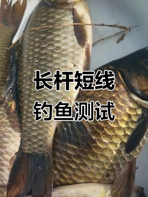 野釣長竿技巧_長竿短線到底怎么釣?_長竿釣草魚攻略