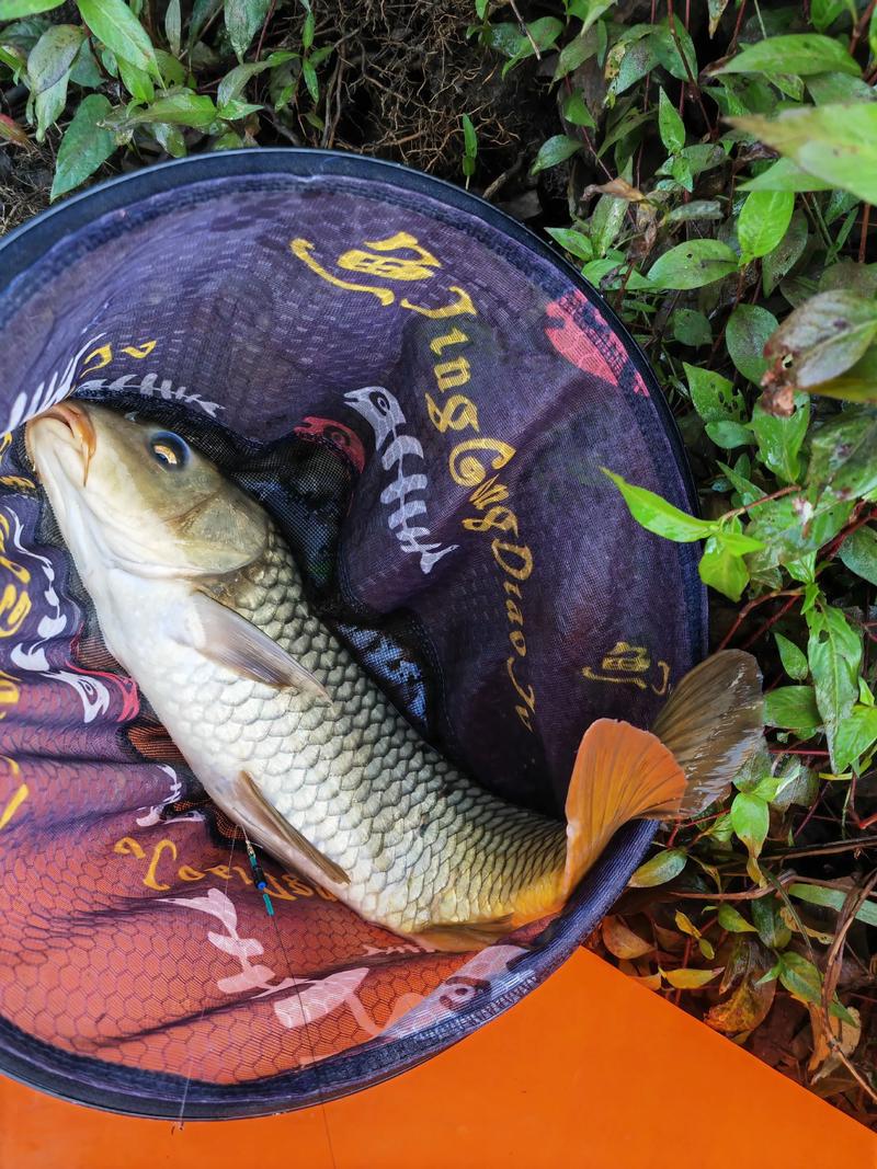 焦崗湖釣魚經歷_湖邊釣魚_湖邊垂釣作文