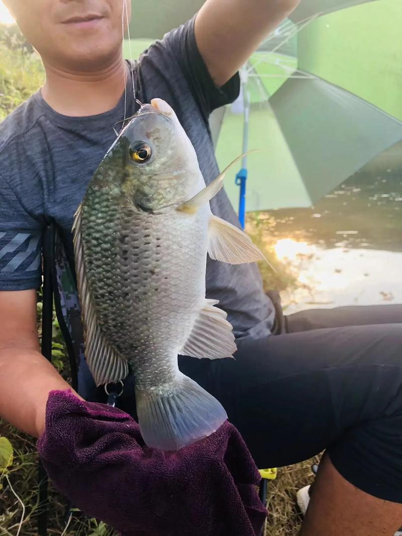 2026萬峰湖哪里好釣魚_萬峰湖釣魚攻略_萬峰湖不同季節釣魚技巧