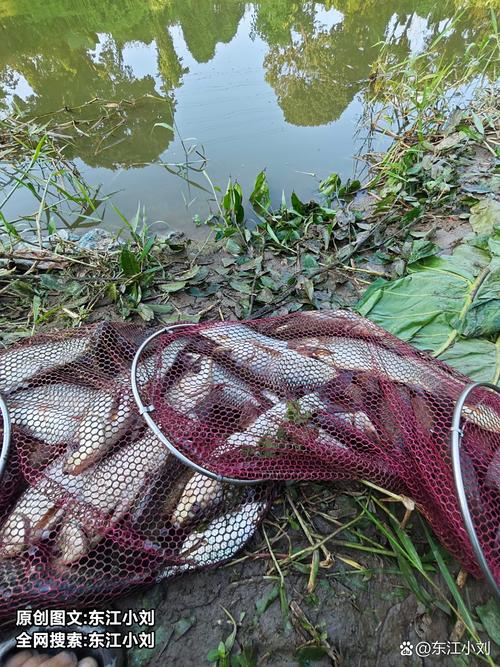 誰知道社旗有釣魚地方沒_社旗釣魚點_社旗水庫釣點