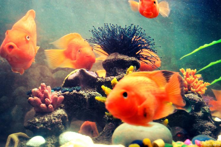 魚兒論壇_小魚論壇網社區_小魚論壇網介紹