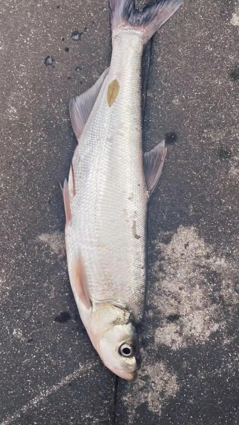 嫩玉米發酵玉米釣法_嫩玉米煮熟釣魚怎么樣_玉米垂釣技巧