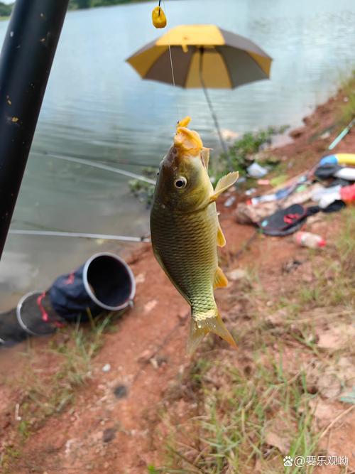 嫩玉米發酵玉米釣法_嫩玉米煮熟釣魚怎么樣_玉米垂釣技巧