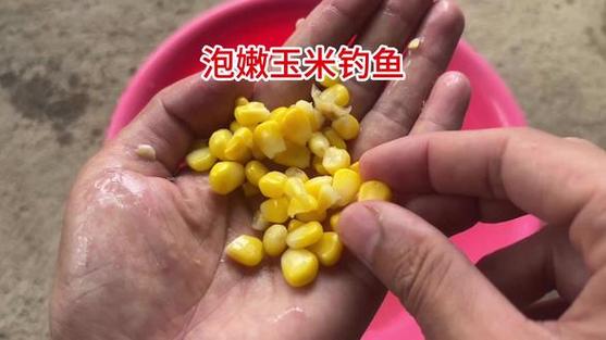玉米釣餌_嫩玉米釣草魚_嫩玉米煮熟釣魚怎么樣
