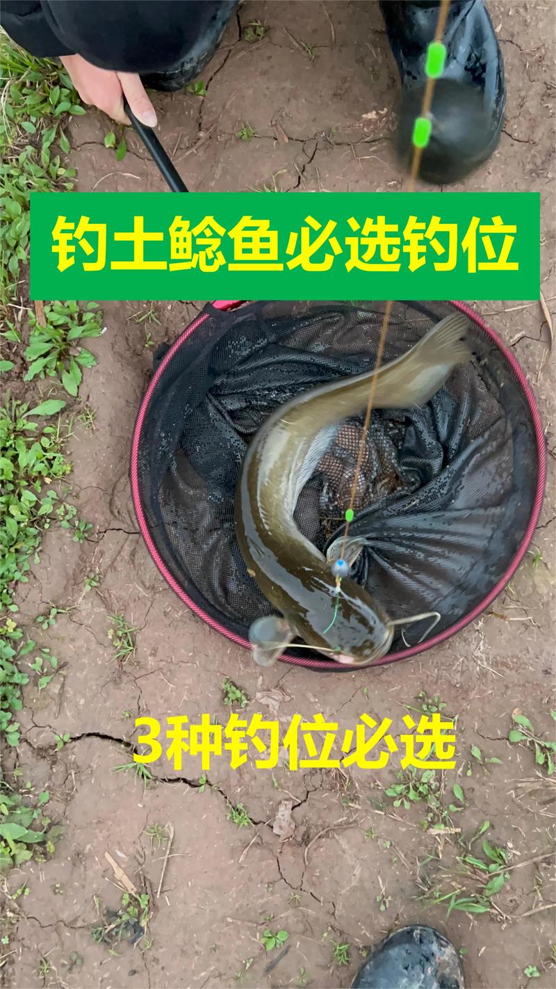 鯰魚餌料選擇_釣鰱魚技巧_24種鰱鳙餌料配方大全 釣魚技巧