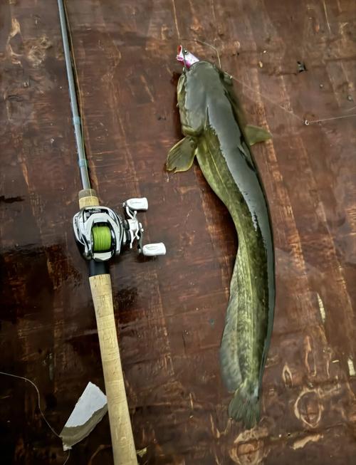 釣鰱魚技巧_鯰魚餌料選擇_24種鰱鳙餌料配方大全 釣魚技巧