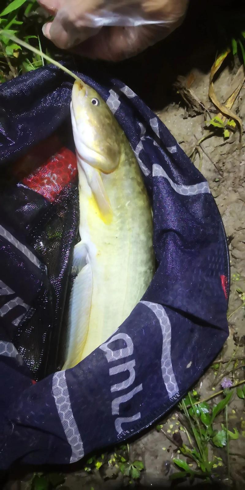 24種鰱鳙餌料配方大全 釣魚技巧_鯰魚餌料選擇_釣鰱魚技巧