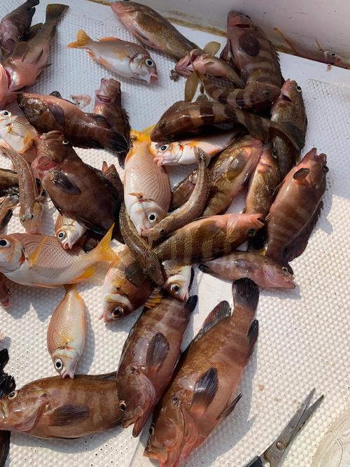 深圳三門島釣海魚必看_大鵬東漁社區雅園海釣俱樂部魚排釣_深圳海釣點推薦