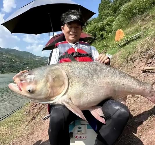 化紹新2026釣魚視頻_化氏魚餌市場沖擊分析_化紹新應對鄧剛掀桌子行動