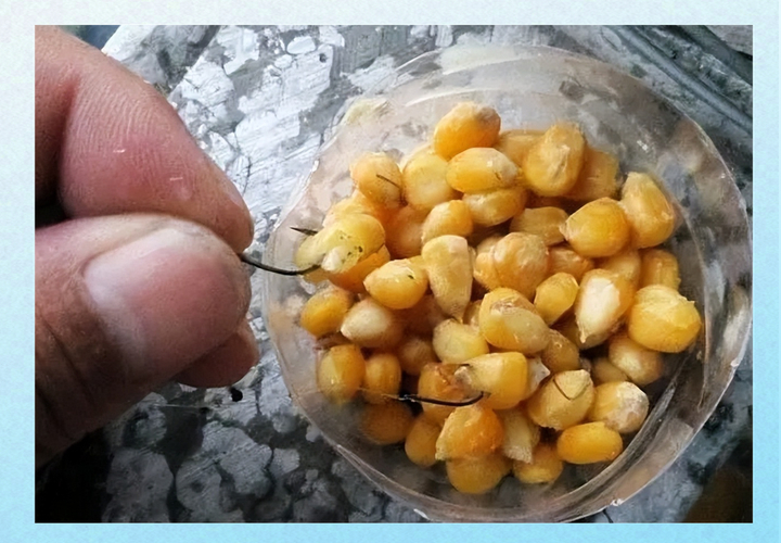 玉米泡酒釣魚配方_玉米泡酒釣魚制作方法_生玉米粒泡酒可以釣魚嗎?