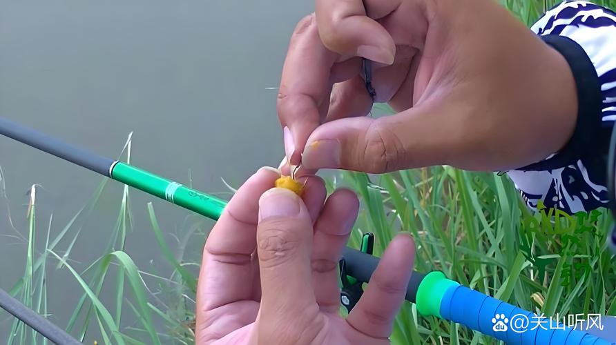 玉米泡酒釣魚配方_玉米泡酒釣魚制作方法_生玉米粒泡酒可以釣魚嗎?