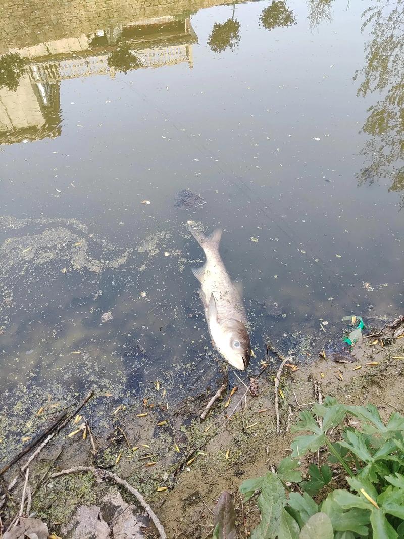 魚和水的對話_魚和水的對白_魚和水的愛情故事