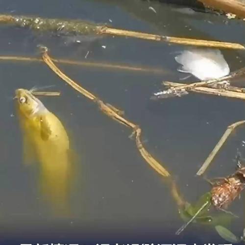 魚和水的對白_魚和水的對話_魚和水的愛情故事