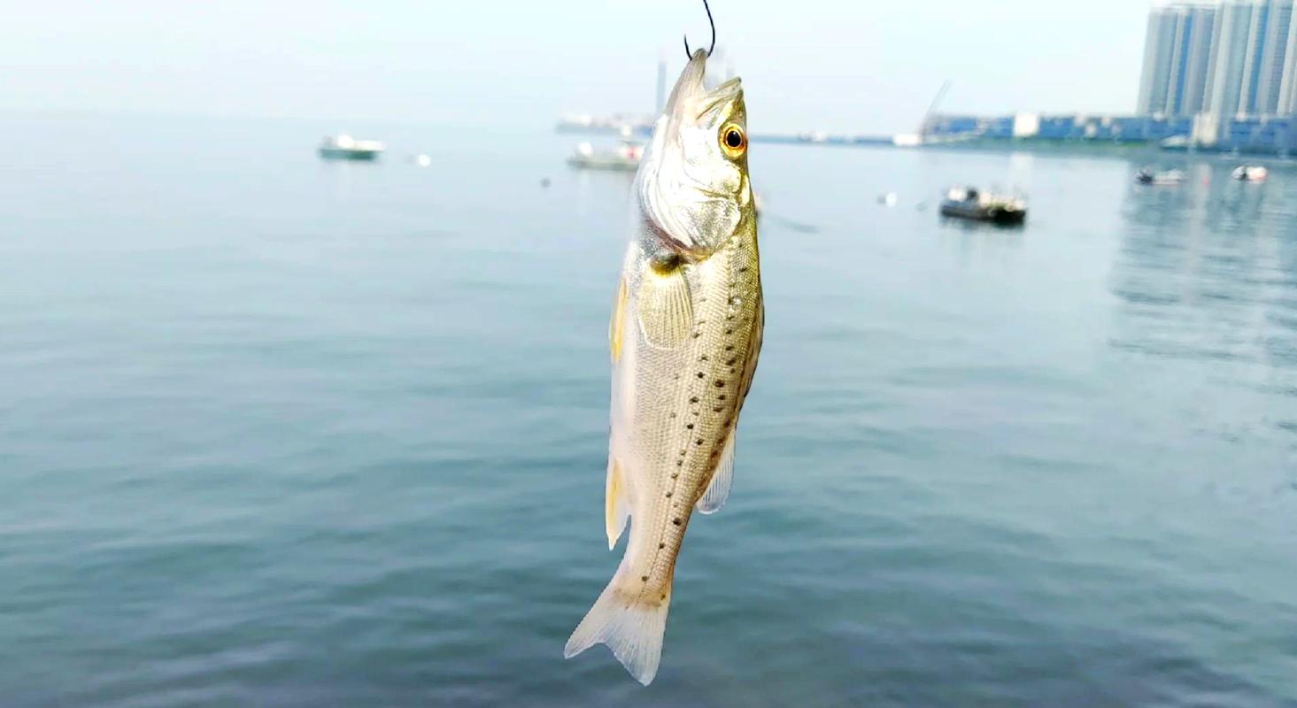 四大淡水名魚之一蘇州河_中國四大名淡水魚--松花江四腮鱸魚_松江四鰓鱸