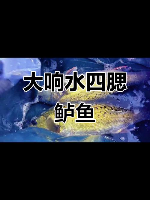 中國四大名淡水魚--松花江四腮鱸魚_松江四鰓鱸_四大淡水名魚之一蘇州河