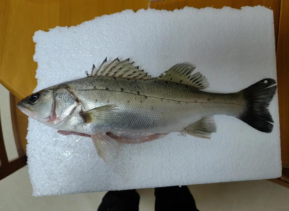 中國四大名淡水魚--松花江四腮鱸魚_松江四鰓鱸_四大淡水名魚之一蘇州河