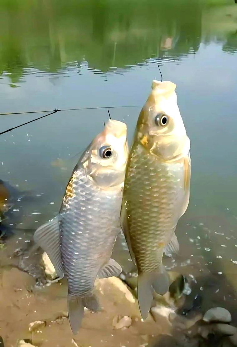 海竿冬天釣魚技巧_冬天釣大板鯽_冬季釣大鯽魚技巧
