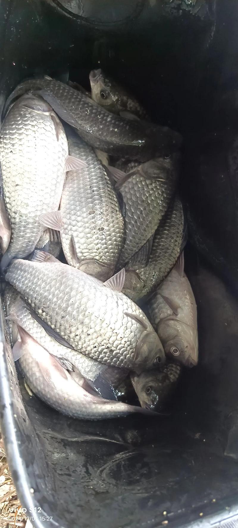 冬天釣大板鯽_冬季釣大鯽魚技巧_海竿冬天釣魚技巧